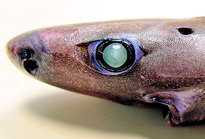 Etmopterus pusillus_09.jpg